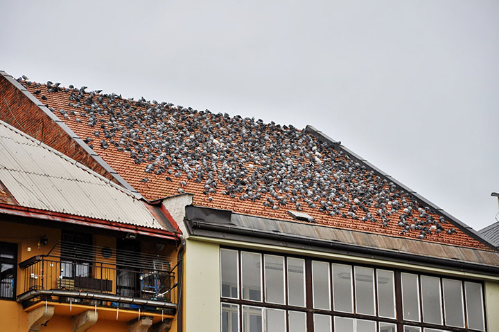 A2B Pest Control are able to install spikes to deter birds from roofs in Oxshott. 
