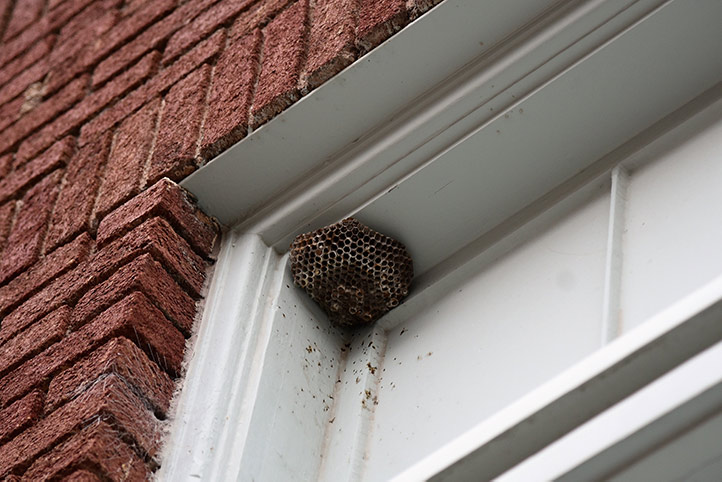 We provide a wasp nest removal service for domestic and commercial properties in Oxshott.